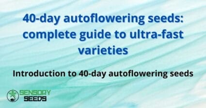 40-day autoflowering seeds: complete guide
