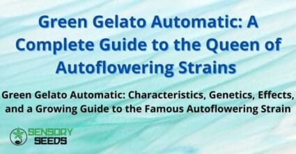 Green Gelato Automatic: A Complete Guide to the Queen of Autoflowering Strains