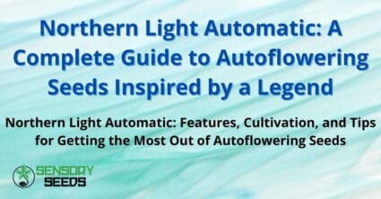 Northern Light Automatic: A Complete Guide