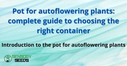 Pot for autoflowering plants: complete guide